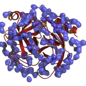 Enzymes